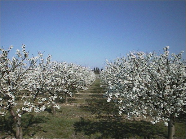 Apple Blossoms