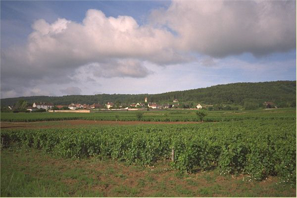 Cote d'Or